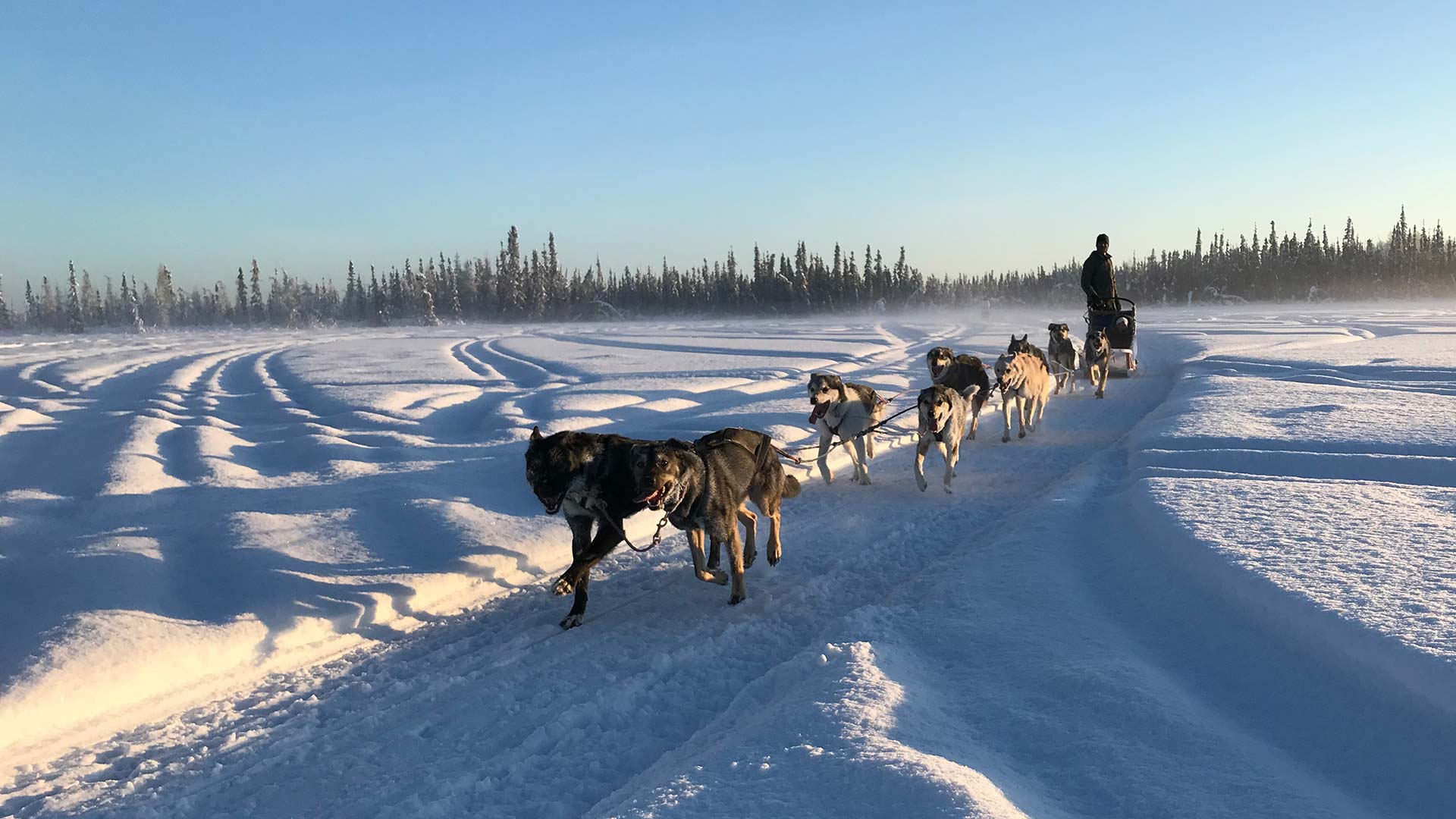 how far can sled dogs travel in a day