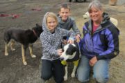 Visit Sled Dogs in Alaska